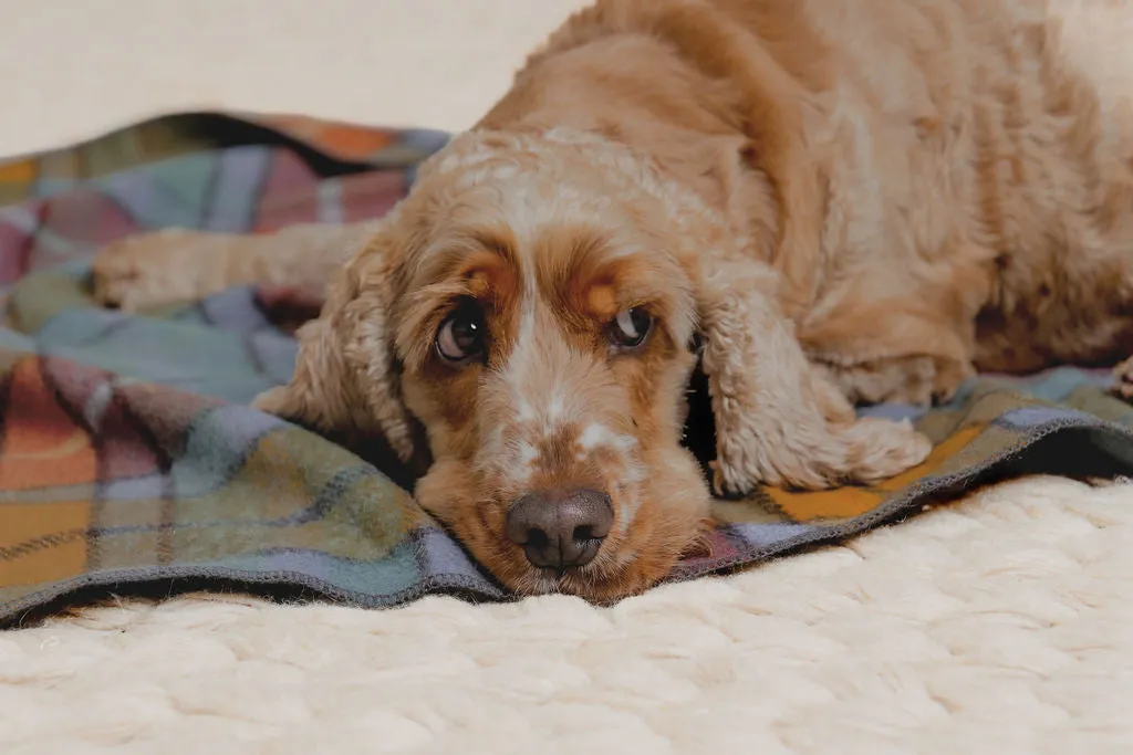 Pet Blanket | Autumn